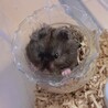 ゴールデンハムスター 長毛クロクマ男の子！ サムネイル5