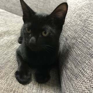 生後3ヶ月半の黒猫♂