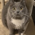5歳の男の子 むい君 物静かで人懐っこいマンチカン