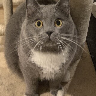 5歳の男の子 むい君 物静かで人懐っこいマンチカン