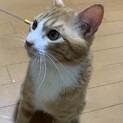 劣悪多頭崩壊から保護した茶白の男の子