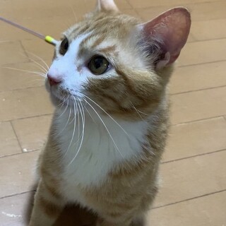 劣悪多頭崩壊から保護した茶白の男の子