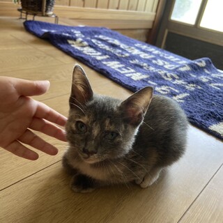グレーサビ　メス　2ヶ月