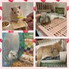 りのせいm 