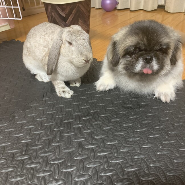 りのせいm のカバー写真