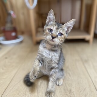 サビトラ　メス　2ヶ月