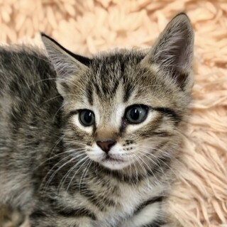 6兄妹キジトラの男の子③2ヶ月