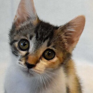 三毛猫わかなちゃん