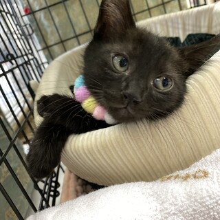 ワイルドスピードれぐざくん!!