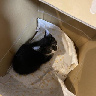 緊急募集！車に轢かれそうだった子猫