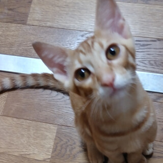 茶トラ/福くん（兄弟子猫同時里親様募集中）