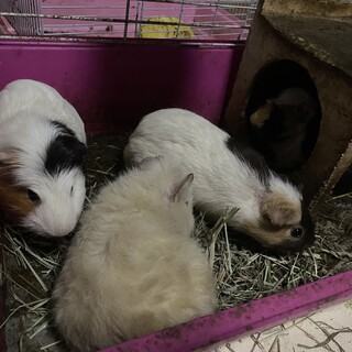 モルモットの里親募集