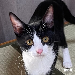 独特の世界を持つ子猫