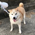 柴犬風いつもにこにこマイペースなクレ君
