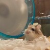 きのこ0528