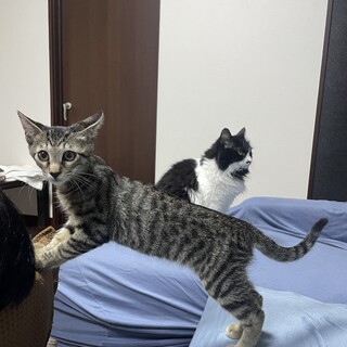 抱っこ大好きで元気いっぱい！エルモくん！