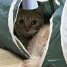 甘えん坊の可愛い茶トラの女の子 サムネイル6