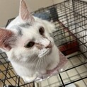 ふわっふわな毛並みで魅了されます.*･ﾟ