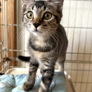 ちょっとビビリなキジトラ　ケイティちゃん