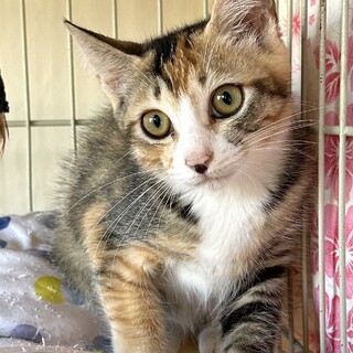 ちょっとビビリなプリティミケの　エイミーちゃん