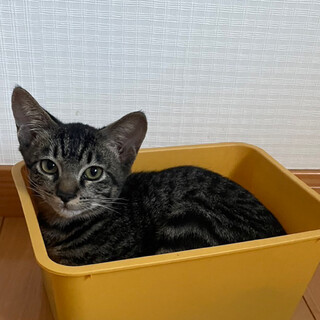 【急募】膝に乗って甘えるのが大好き！