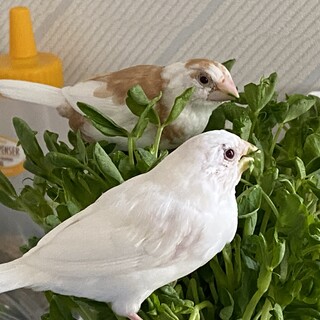 べた慣れ十姉妹２羽