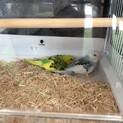代理 セキセイインコの雛2羽