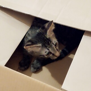 わんぱく兄妹・キジ子ネコちゃん達！