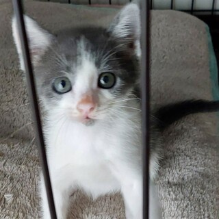 わんぱく4兄弟。くりくりオメメがキュートなミルク