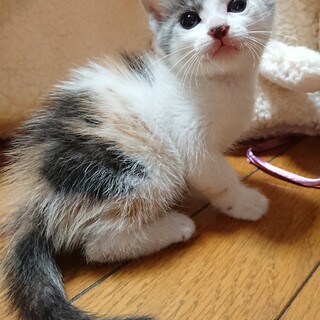 お見合い決定！キラキラ女子❤️三毛猫てんちゃん