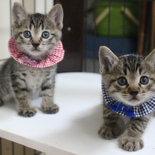 超甘えん坊な兄妹おたま＆しゃもじ