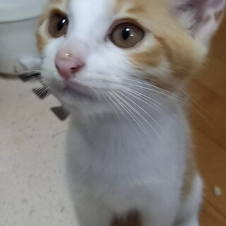 里親決定。茶白のみつるぎ君