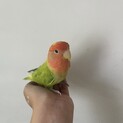 タイガーオパーリン　コザクラインコの女の子