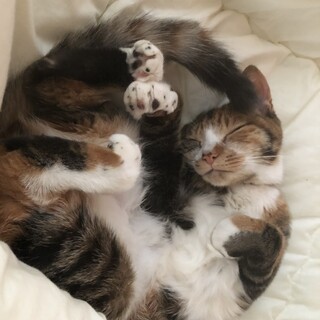 賢く甘えん坊♡