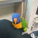 アカエリゴシキセイガインコ