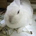 急募、ネザーランドドワーフの白ウサギ♀ゲージと柵付
