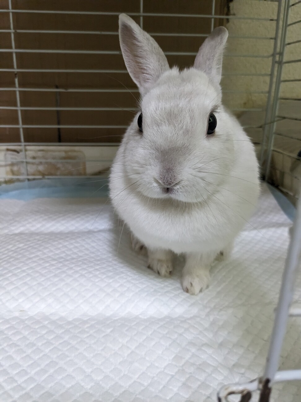 急募、ネザーランドドワー」大阪府 - 小動物の里親募集(468314) 2枚