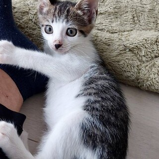 わんぱく4兄弟。前髪模様が可愛いパッツン❤️