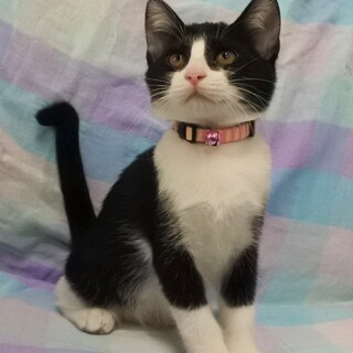 可愛くて大人しい赤ちゃん猫♀です★