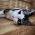人馴れ抜群！名は髪型を表す❤︎啓助ちゃん