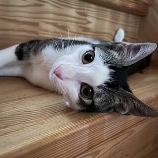 人馴れ抜群！名は髪型を表す❤︎啓助ちゃん