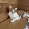 ツンデレからのゴロすり☆だん吉 1歳半くらい