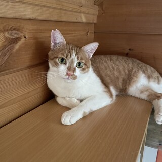 ツンデレからのゴロすり☆だん吉 1歳半くらい