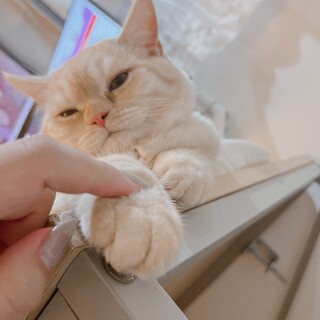 甘えん坊BOY/うどん♂