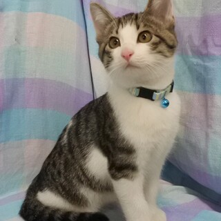 里親さん決定致しました。ありがとうございます！！！