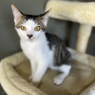 【キジ白】去勢手術、サロンケア済み