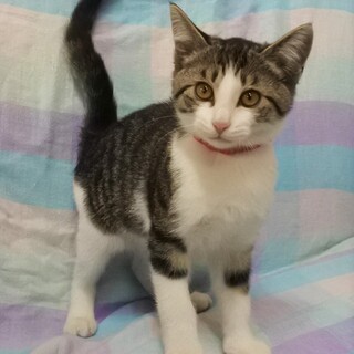 里親さん決定致しました。ありがとうございます！