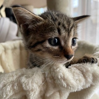 ナデナデ大好き♡アリスタちゃん