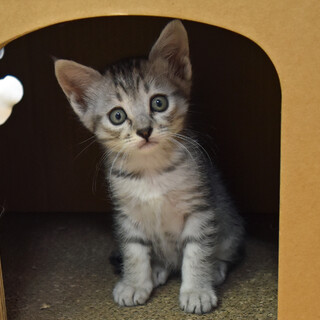 茶目っ気たっぷりサバトラ君