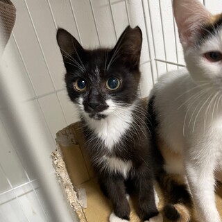 口元の白模様がチャーミングな3ヶ月の女の子